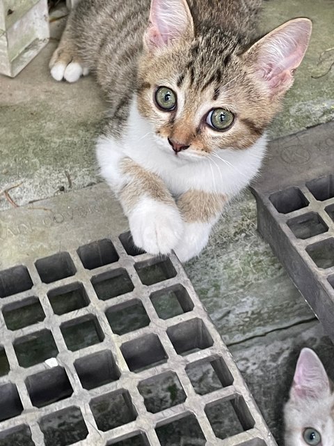 Abby, Baby, Catty - Domestic Short Hair Cat