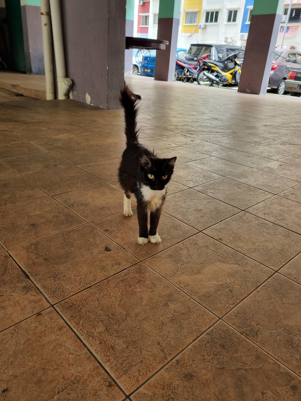 Candy - Tuxedo Cat