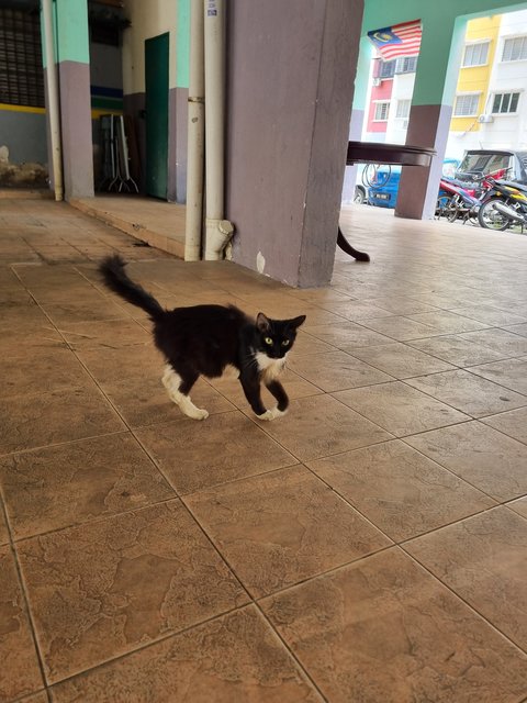 Candy - Tuxedo Cat