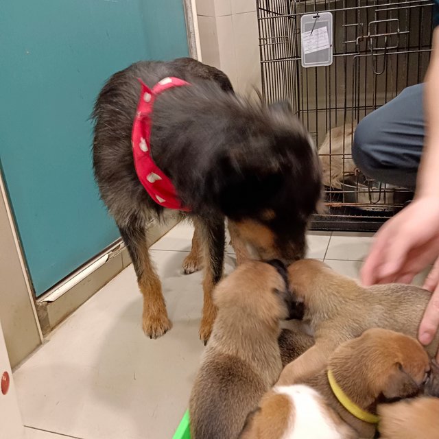 Roxy - Fox Terrier Mix Dog