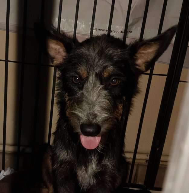 Roxy - Fox Terrier Mix Dog