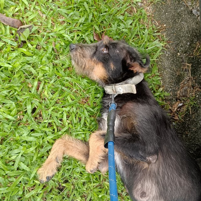 Roxy - Fox Terrier Mix Dog