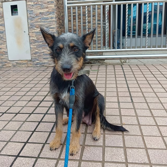 Roxy - Fox Terrier Mix Dog