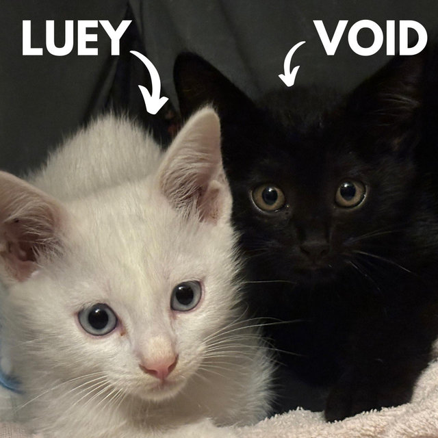 Luey, Void, Arley, Asper - Domestic Medium Hair Cat