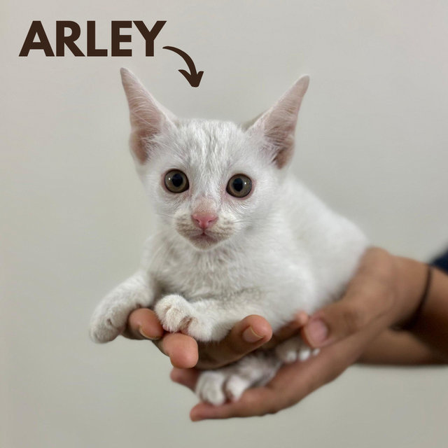 Luey, Void, Arley, Asper - Domestic Medium Hair Cat