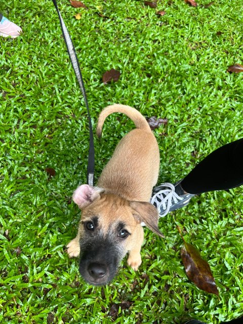 Remy  - Mixed Breed Dog