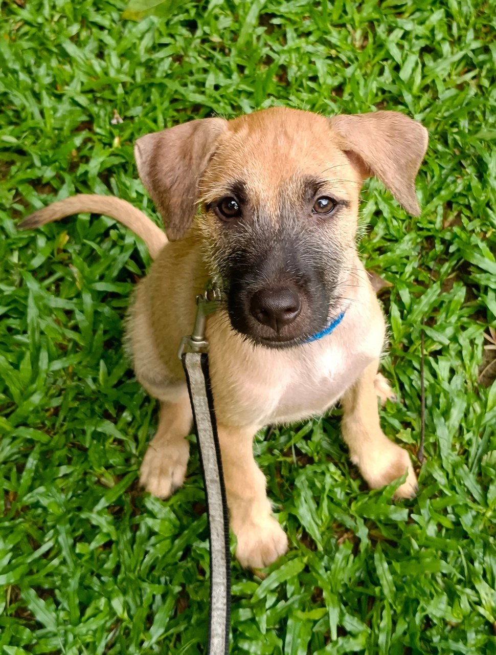 Remy  - Mixed Breed Dog