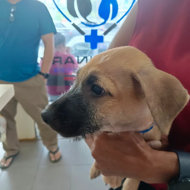 Remy  - Mixed Breed Dog