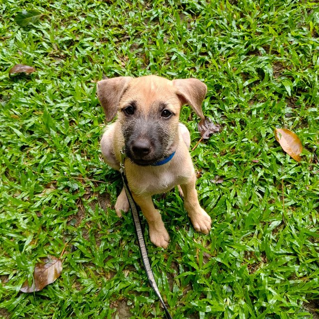 Remy  - Mixed Breed Dog