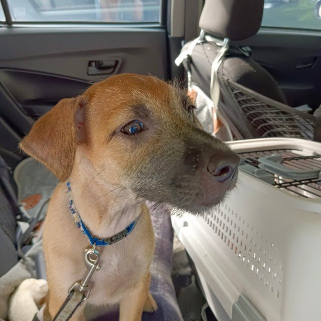 Nobody Wants Me 😭 - Mixed Breed Dog