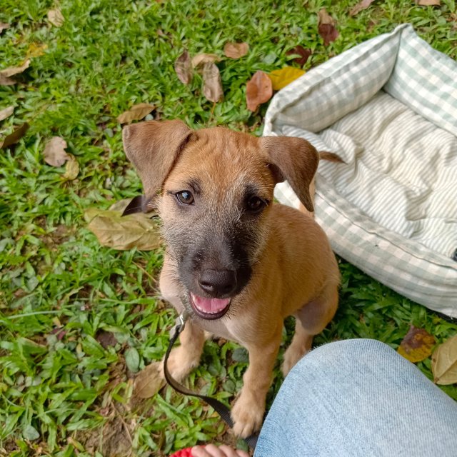 Nobody Wants Me 😭 - Mixed Breed Dog