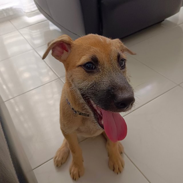 Nobody Wants Me 😭 - Mixed Breed Dog