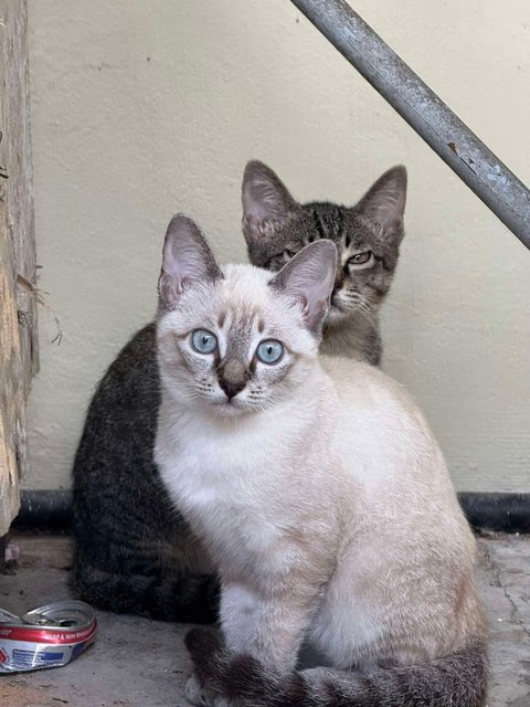 Creamy - Domestic Short Hair Cat