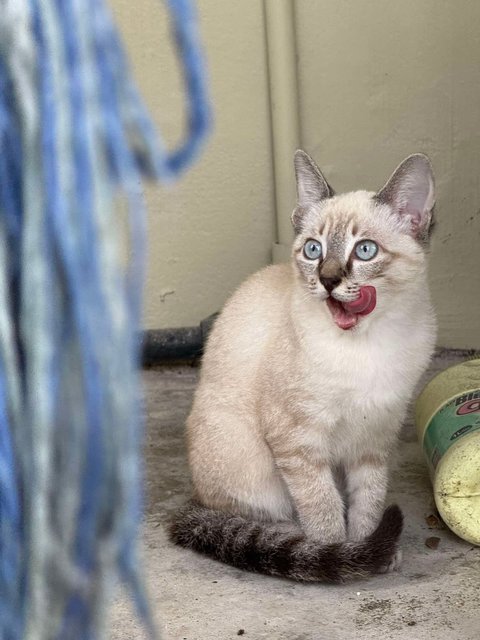 Creamy - Domestic Short Hair Cat