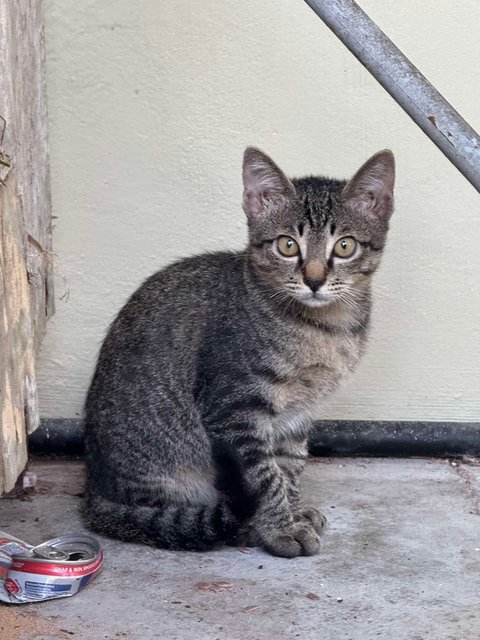 Creamy - Domestic Short Hair Cat