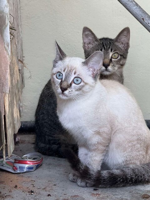 Creamy - Domestic Short Hair Cat