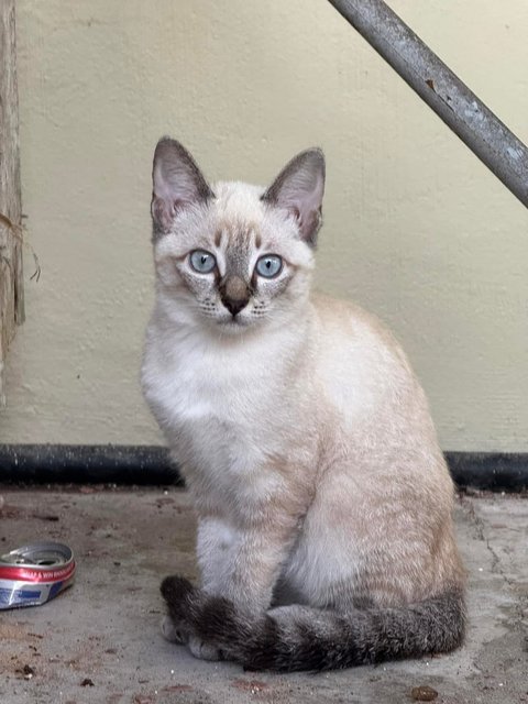 Creamy - Domestic Short Hair Cat