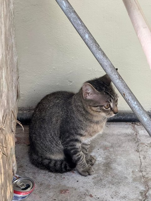 Creamy - Domestic Short Hair Cat