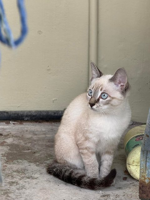 Creamy - Domestic Short Hair Cat