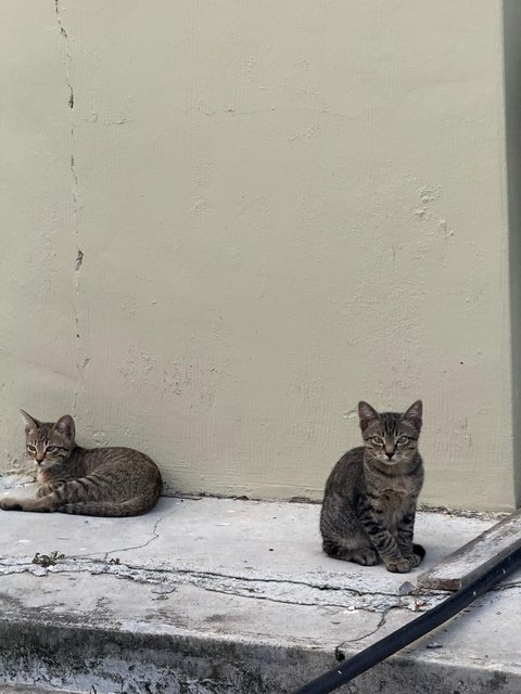 Creamy - Domestic Short Hair Cat