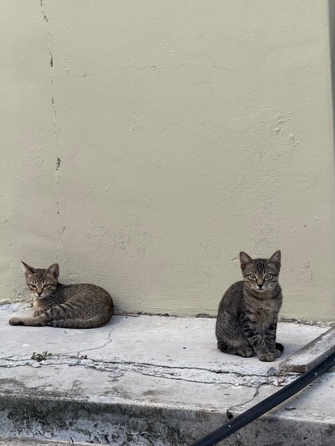 Creamy - Domestic Short Hair Cat