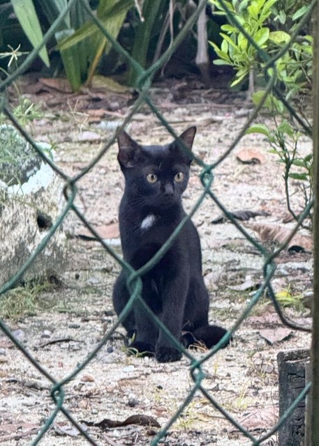 Creamy - Domestic Short Hair Cat