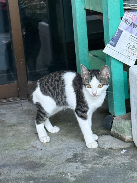 Creamy - Domestic Short Hair Cat