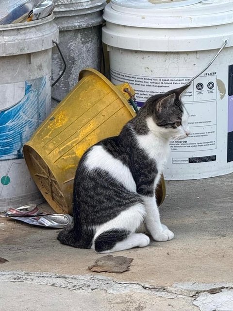 Creamy - Domestic Short Hair Cat