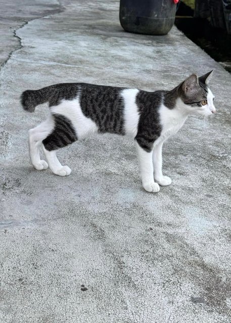Creamy - Domestic Short Hair Cat
