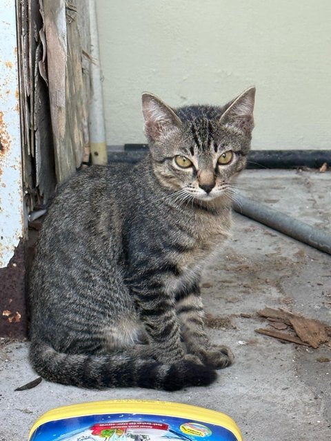 Creamy - Domestic Short Hair Cat