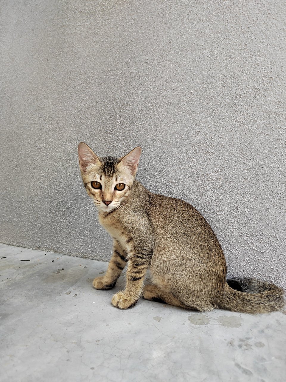 Toasty - Domestic Short Hair Cat