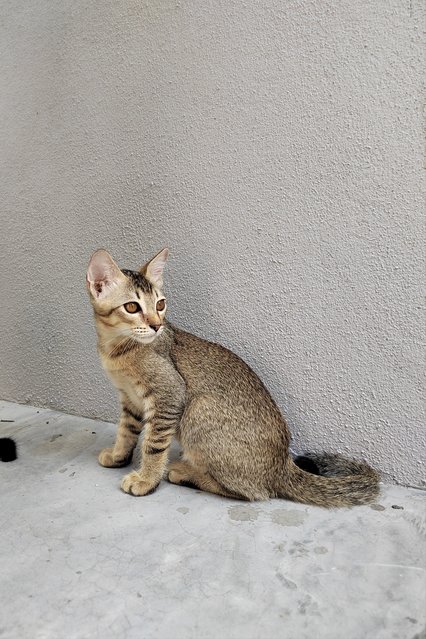 Toasty - Domestic Short Hair Cat