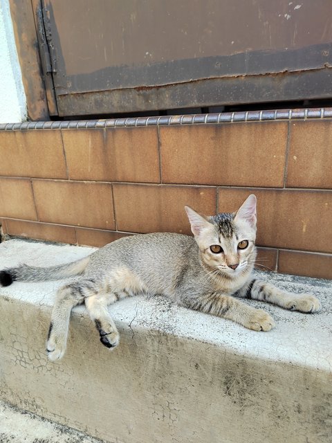 Toasty - Domestic Short Hair Cat