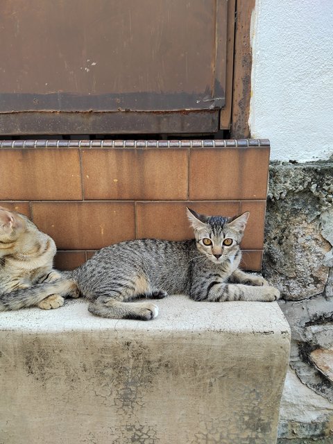 Tiger - Domestic Short Hair Cat