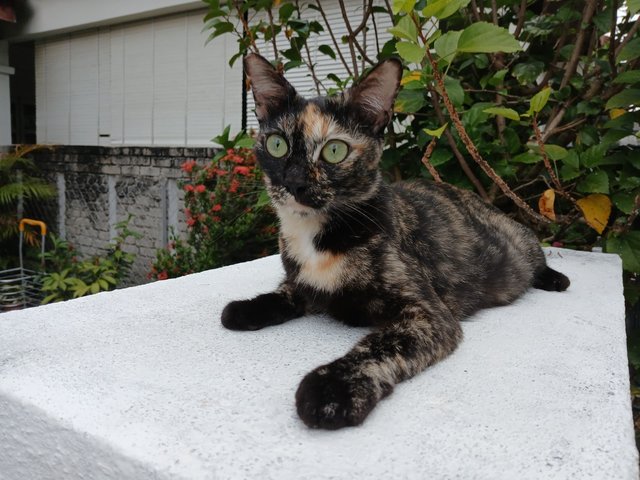 Pearly - Tortoiseshell Cat