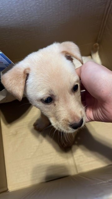 Ginger &amp; Star Ling - Mixed Breed Dog