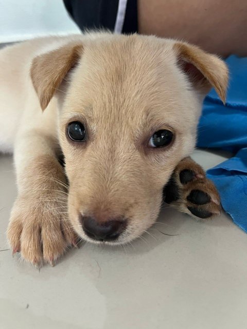 Ginger &amp; Star Ling - Mixed Breed Dog