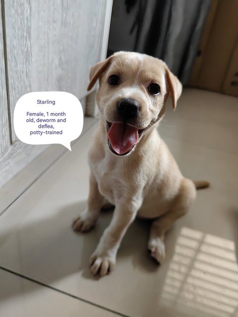 Star Ling - Mixed Breed Dog
