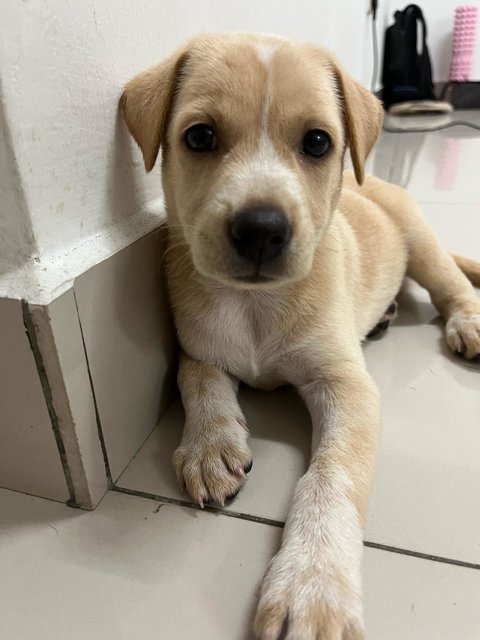 Star Ling - Mixed Breed Dog
