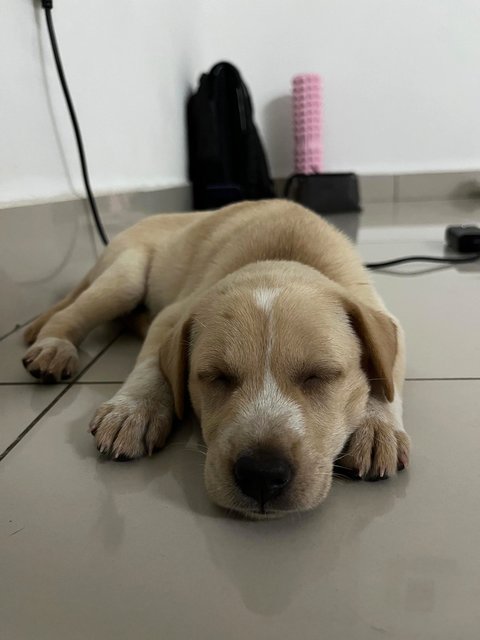 Star Ling - Mixed Breed Dog