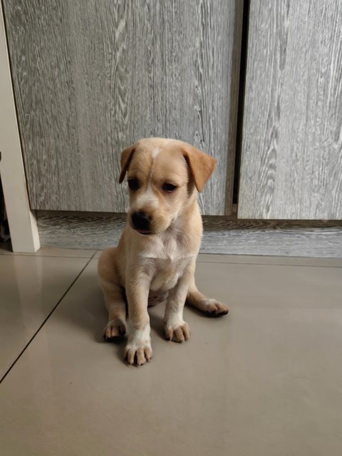 Star Ling - Mixed Breed Dog