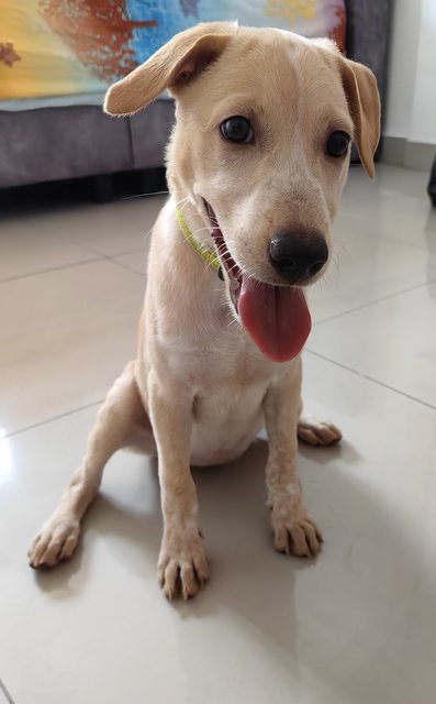 Star Ling - Mixed Breed Dog