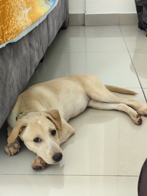 Star Ling - Mixed Breed Dog