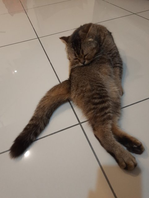 Pipi - British Shorthair + Scottish Fold Cat