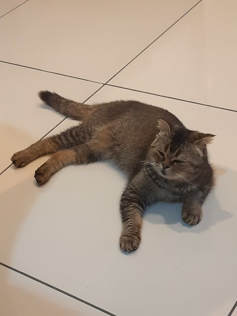 Pipi - British Shorthair + Scottish Fold Cat