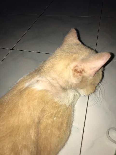 Jackfur's condition on 1st day we rescue