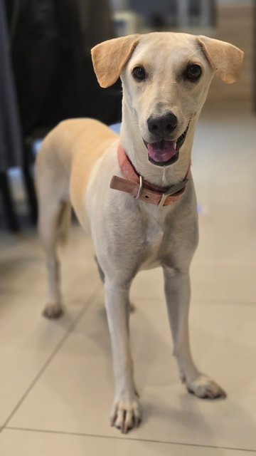 Elsie - Mixed Breed Dog