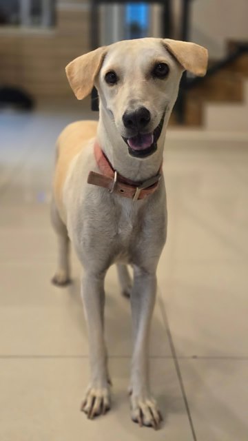 Elsie - Mixed Breed Dog