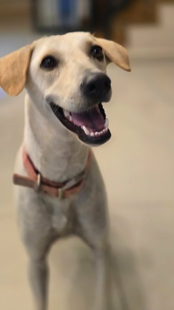 Elsie - Mixed Breed Dog