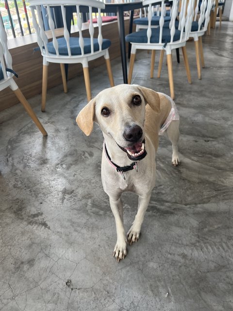 Elsie - Mixed Breed Dog